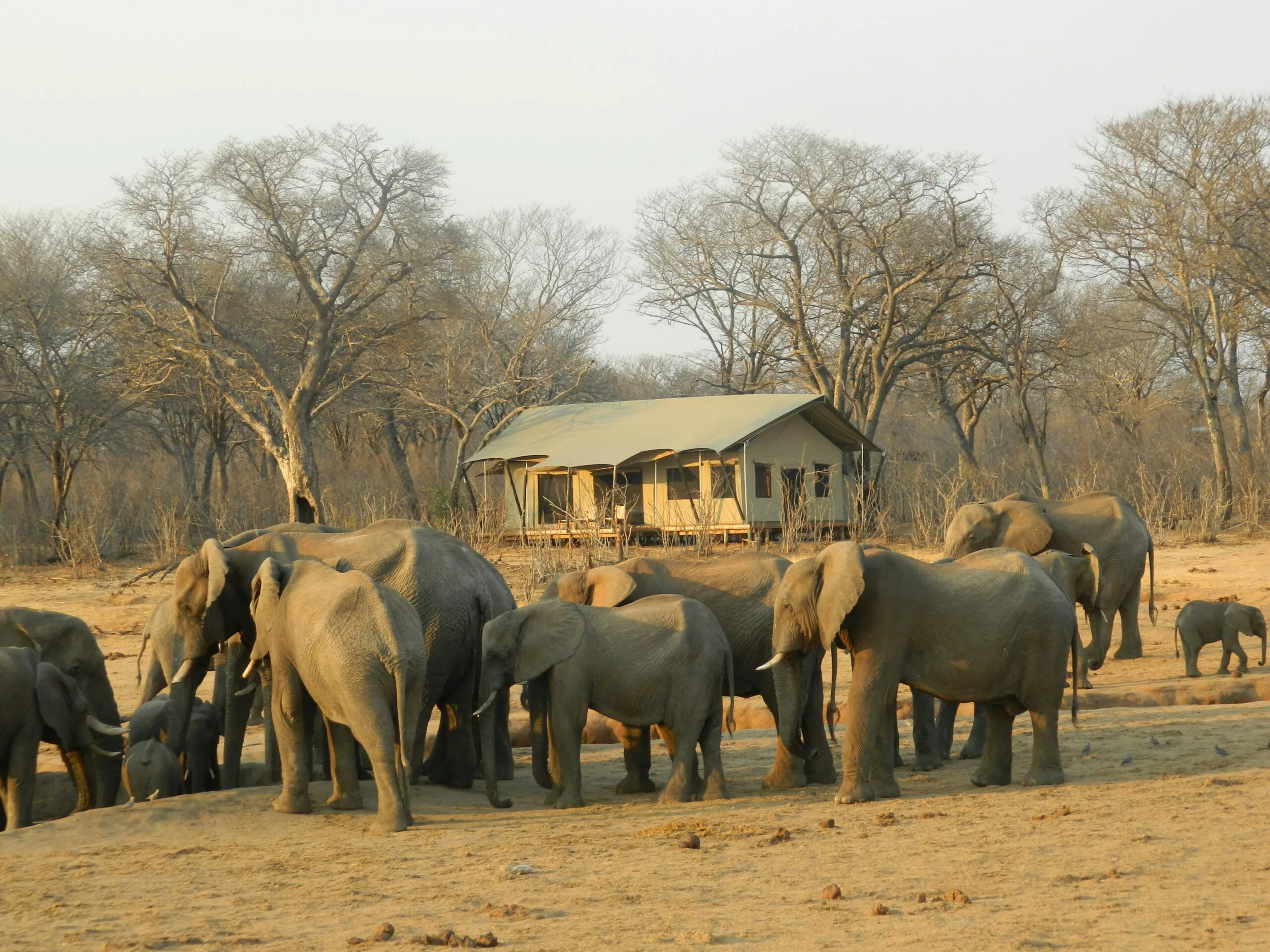 Goa's Hidden Treasures group of elephant walking on brown dirt during daytime